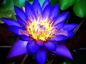 Divine Aroma
