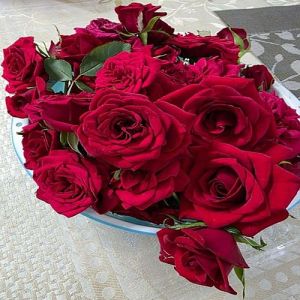 Cutted Dutch Rose Flowers