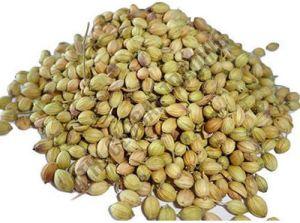 Dried Coriander Seeds