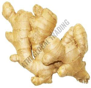 Fresh Ginger