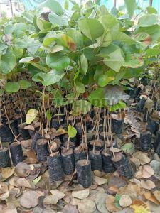 3 Feet Red Sandalwood Plant