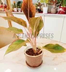 Aglaonema Plant