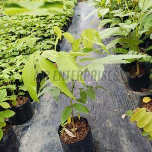 2 Feet Amaltas Plant