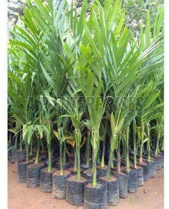 Areca Nut Plant