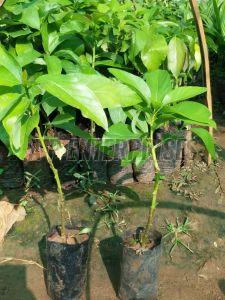 Avocado Fruit Plant