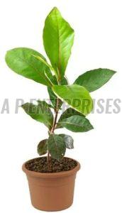 California Almond Plant