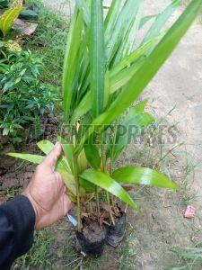 Cardamom Elaichi Plant