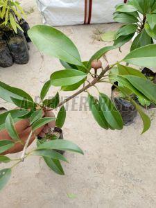 Chiku Fruit Plant