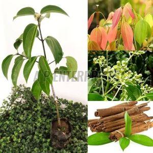 Cinnamon Plant