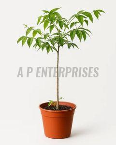 Cotton Plant
