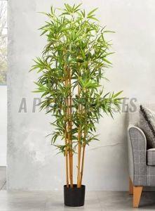 Golden Bamboo Plant
