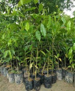 Green Agarwood Plant