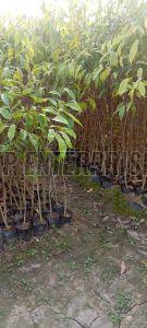 Green Agarwood Plant