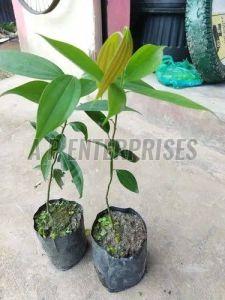 Green Insulin Herbal Plant
