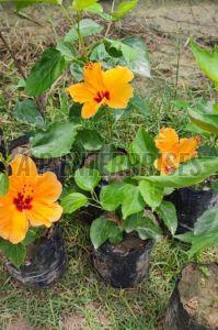 Hybrid Hibiscus Plant