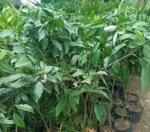 Lichi Fruit Plant