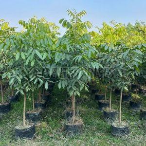 Mahogany Tree Plant
