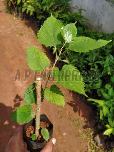 Mulberry Plant