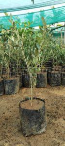 Olive Jaitun Plant