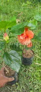 Orange Hibiscus Plant