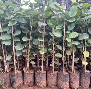 Red Sandalwood Plant