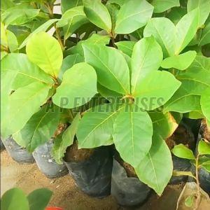 Red Sandalwood Plant