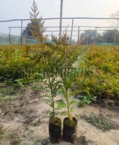 Silver Oak Plant