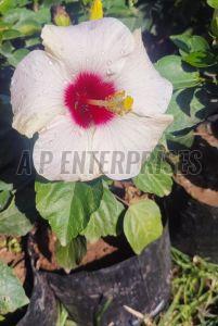 White Hibiscus Plant