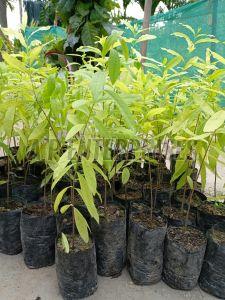 White Sandalwood Plant