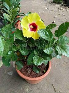 Yellow Hibiscus Plant