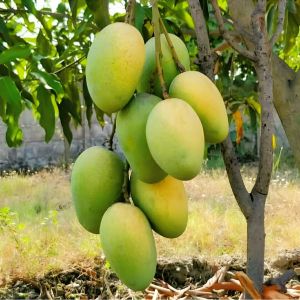 Natural Malda Mango