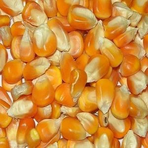 Organic Raw Yellow Maize Seeds
