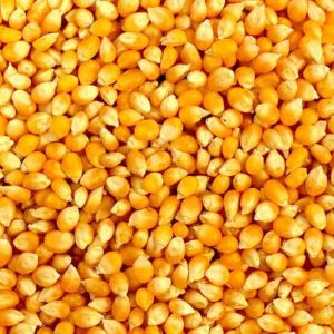 Yellow Raw Maize Seeds