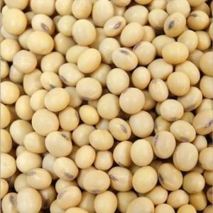 Premium Soybean Seeds