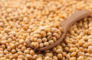 Premium Soybean Seeds