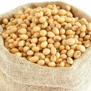 Premium Soybean Seeds