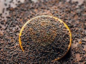 Black Mustard Seeds