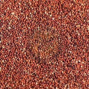 Finger Millet Seeds