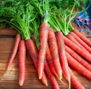 Fresh Red Carrot