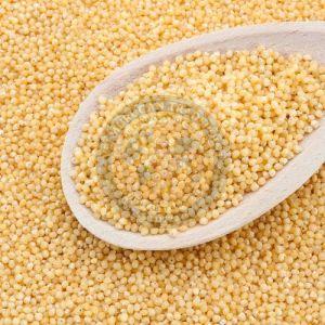 Little Millet Seeds