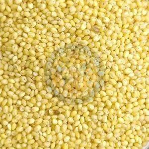 Proso Millet Seeds