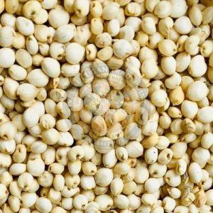 Sorghum Millet Seeds