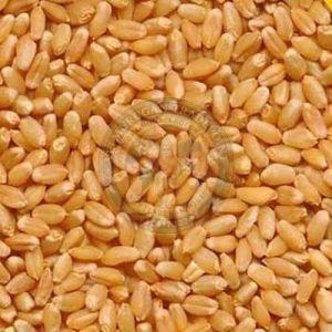 Wheat Grain