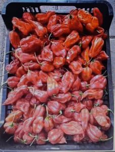 dry red chilli
