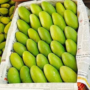 A Grade Fresh Dasheri Mango