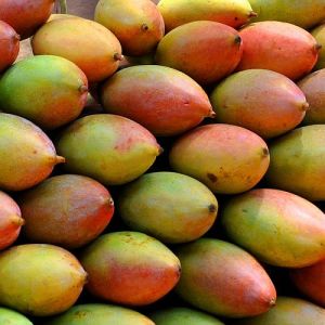 A Grade Fresh Totapuri Mango