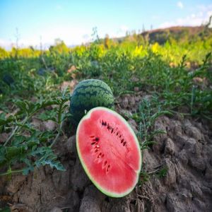 A Grade Fresh Watermelon