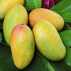Farm Fresh Kesar Mango