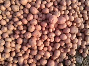 LR Red Potato