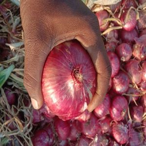 Fresh Red Onion